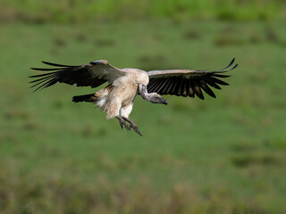 African White-Backed Vulture in Flight landing on Savannah Grassland