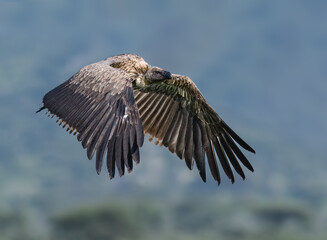 White-backed Vulture in flight in Blue Sky Over Forested Landscape