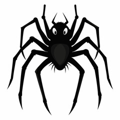 spider isolated on white background