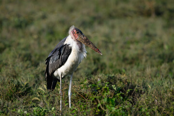 Marabou Stork Standing in African Grassland