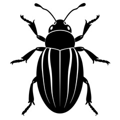 colorado potato beetle