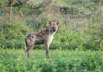 Spotted Hyena in African Grassland Habitat