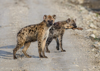 Spotted Hyenas on Dirt Road in Savanna