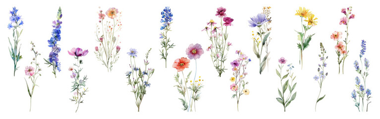 Field flower illustration vector collection. Cornflower, Mallow, Larkspur, Lavender, Yellow Daisy, Hollyhock, Chicory, Poppy flowers isolated. Meadow wild blossom set, field blooming plants clip art.