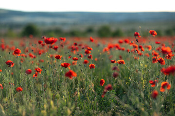 Poppies Field Bloom: Red flowers fill rural meadow during sunset, bringing vibrant color to spring landscape.