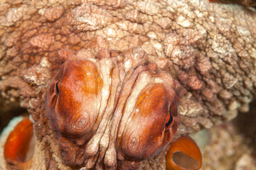 Mozambique, Inhambane, Tofo, Common Octopus (Octopus vulgaris)