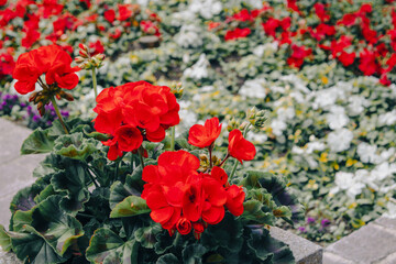 Obraz premium Red geraniums in a flowerbed.