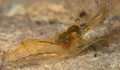 An Eastern grass shrimp (Palaemonetes paludosus) in the cavern at Buford Sink, Chassahowitzka Wildlife Management Area, Florida, Florida
