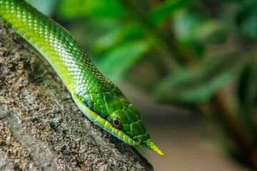 Green snake on a branch.