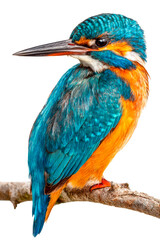 Fototapeta premium A stunning kingfisher displays its vibrant plumage while perched gracefully on a branch.