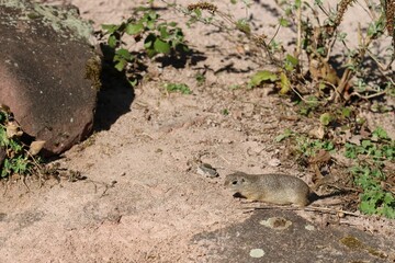 Gopher walking in the wild