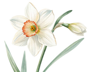 Fototapeta premium White narcissus watercolor clipart illustration with isolated background on white background