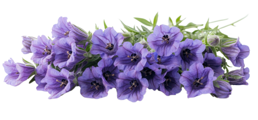 Purple flowers isolated on transparent background. PNG