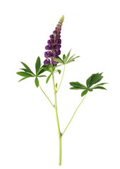 Lupine Flower Isolated on White Background..