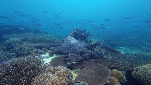 Sangalaki, Indonesia: Underwater slow motion footage of a large school of tropical fish on an healthy coral reef during a scuba dive near Maratua in the Derawan islands in Indonesian Borneo