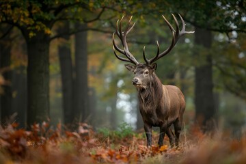 Fototapeta premium Majestic red deer stag in autumn forest