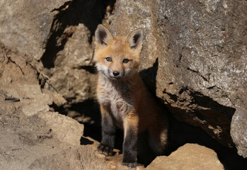 baby red fox in nature