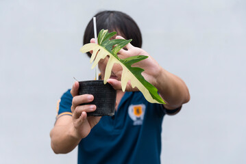 Closeup to Fresh leaf of philodendron florida beauty x tortum 