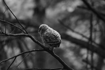 Chouette La Plaine Mai 2025