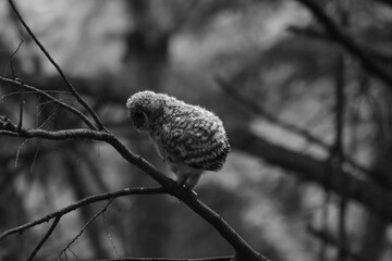 Chouette La Plaine Mai 2025