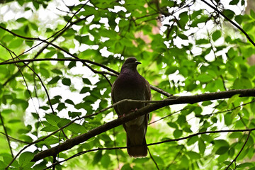 Sometimes you can see a dove in the forest, sitting on a tree branch.