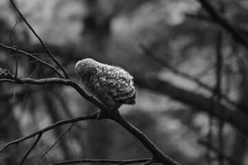 Chouette La Plaine Mai 2025