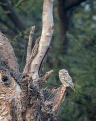 spotted owlet or Athene brama at ranthambore national park forest tiger reserve rajasthan india. owl perched on tree with natural scenic green background in winter season safari