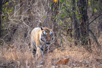 wild male bengal tiger or panthera tigris head on walking with eye contact at panna national park forest reserve madhya pradesh india during summer season morning safari