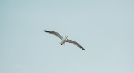 Lone bird flying in a pale blue sky, captured in motion, clean and peaceful
