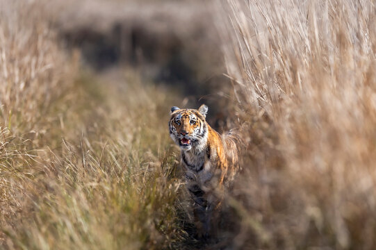 curious wild male bengal tiger or panthera tigris cub out from grassland with eye contact watching safari vehicles in winter evening safari at dhikala zone jim corbett national park uttarakhand india