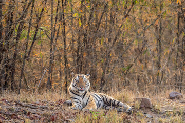 wild male bengal tiger or panthera tigris at bandhavgarh national park madhya pradesh india. tiger sitting with eye contact and face expression in bamboo forest green background summer season safari