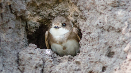 european ground squirrel