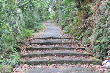 Obraz premium Stone steps winding through a lush, green forest in Meghalaya