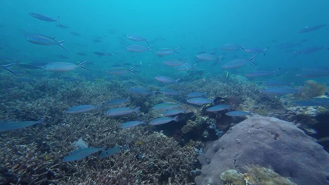 Sangalaki, Indonesia: Underwater footage of a large school of fish during a scuba diving trip in Maratua in the Derawan islands in Indonesian Borneo