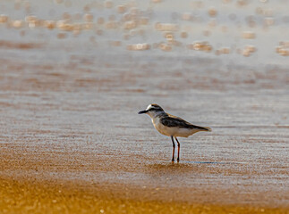 small bird on the beach