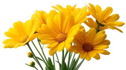 Bright yellow daisy bouquet on a transparent background