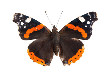 Naklejka premium Red Admiral Butterfly Close-up View of Wings and Body