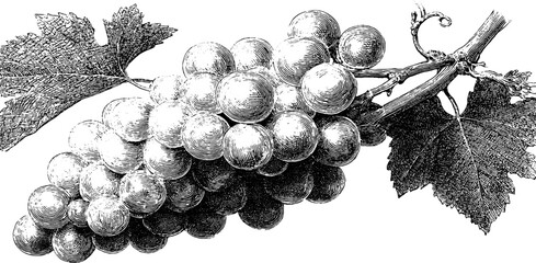Engraved vintage grape bunch illustration for design and decoration