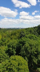 landscape, nature, forest, tree, sky, summer, green, grass, clouds, trees, pine, meadow, day, park