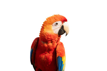 Scarlet Macaw free flying bird  isolated on white background. This has clipping path.