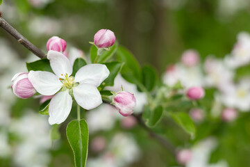 Fresh beautiful flowers of the apple tree blooming in the spring