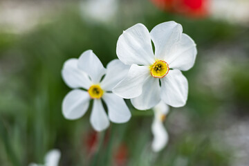 Narcissus Geranium Narcissus poeticus blossoms in the garden in spring