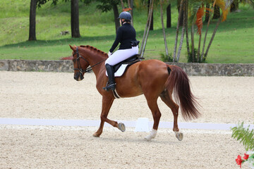 Female Rider Performing Dressage Test with Horse in Competition Arena
