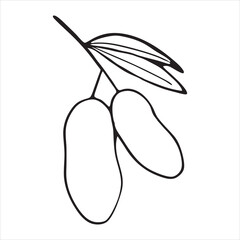 line art of peanut with leaf on the white background