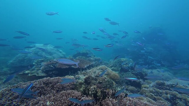 Sangalaki, Indonesia: Underwater slow motion footage of a large school of tropical fish on an healthy coral reef during a scuba dive near Maratua in the Derawan islands in Indonesian Borneo