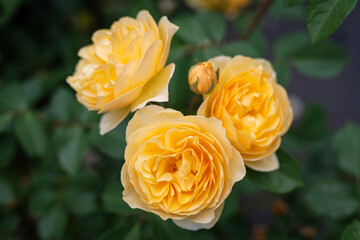 Close-up of the blossom of a yellow historic English rose