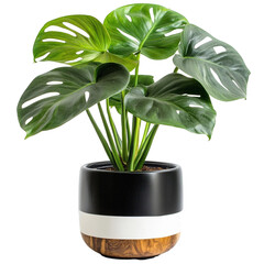 A plant with a green pot