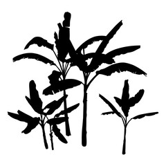 A set of black Banana Palm Trees isolated on a white background. Desert and tropical houseplants. 
