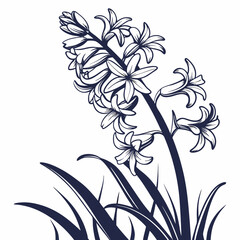 black and white hyacinth
