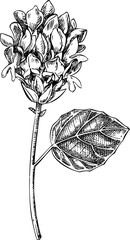 Bakuchiol plant sketch. Hand-drawn vector icon. Natural skincare and organic cosmetics logo design. Not AI generated 